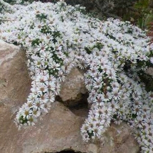 Aster ericoides snow flurry1