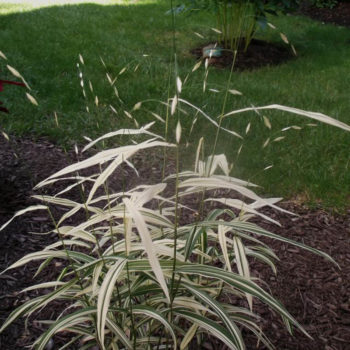 Chasmanthium 'River Mist6 - n