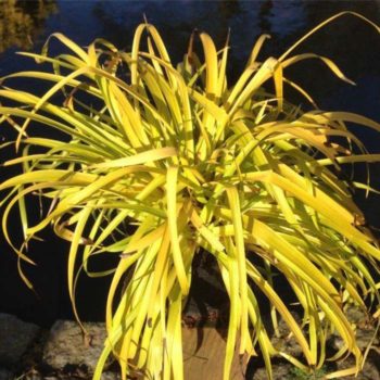 Luzula sylvatica Solar Flair