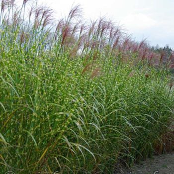 Miscanthus_sinensis_Giraffe