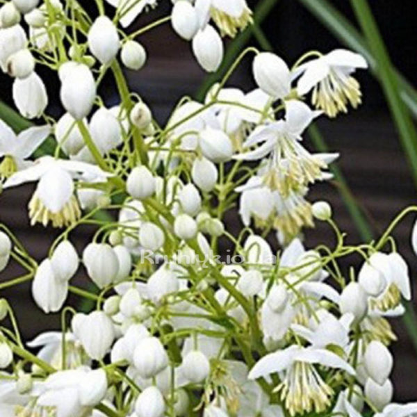 Tchalictrum Splendide white-n