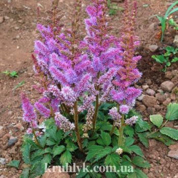 w- ASTILBE CHINENSIS PUMILLA