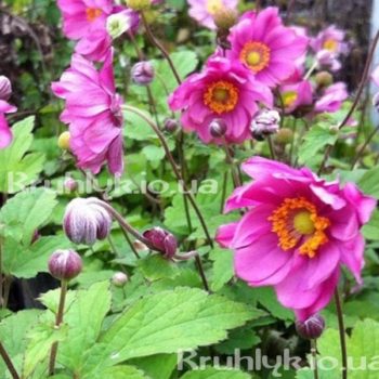 w - Anemone Rotkappchen