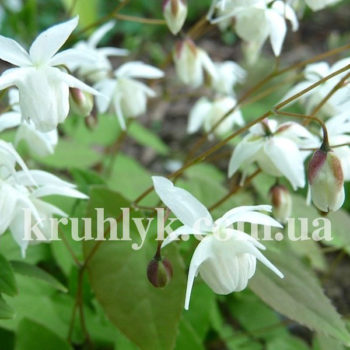 w - Epimedium Niveum