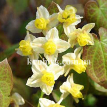 w - Epimedium Sulphureum