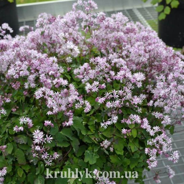 w - Thalictrum-Kiusianum w - Thalictrum-Kiusianum