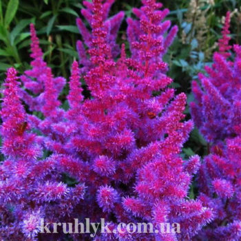 w - astilbe vision-in-red