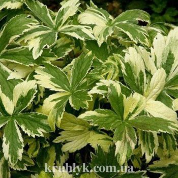 w - astrantia sunningdale variegated