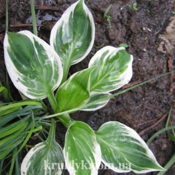 w- hosta Faire maiden