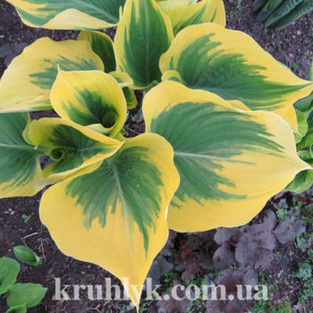 w - hosta ivory coast