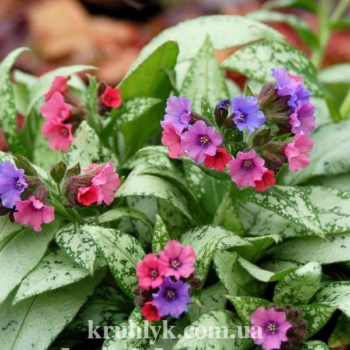 w- - pulmonaria silver bouquet