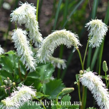 w- sanguisorba albiflora