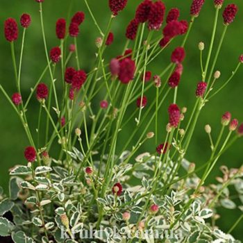 w- sanguisorba little angel-n