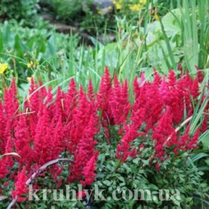 watermarked - Astilbe Fanal галпрея