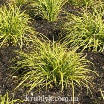 watermarked - Carex_Gold_Fountain