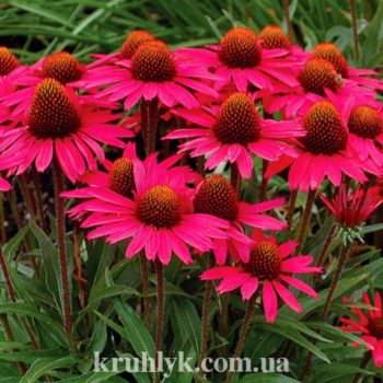 watermarked - Echinacea-Glowing-Dream
