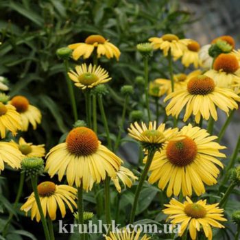 watermarked - Echinacea sunrise