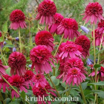 watermarked - Echinacea_Secret_Affair