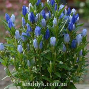 watermarked - Gentiana-Blue-Star--595x595 (1)