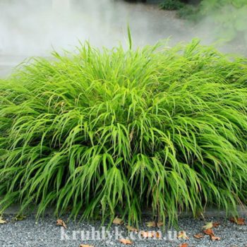 watermarked - Hakonechloa-macra