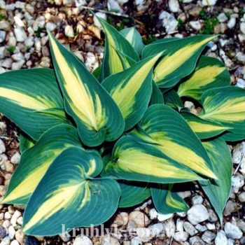 watermarked - Hosta-Hybride-Grand-Marquee