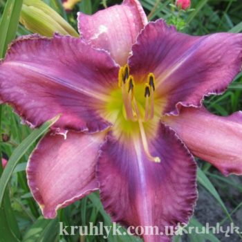 watermarked - Martina Werhaert - N