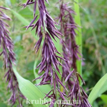 watermarked - Melica atropurpurea