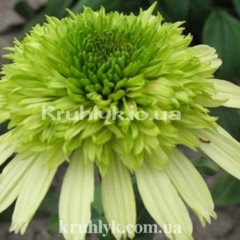 watermarked - W №44