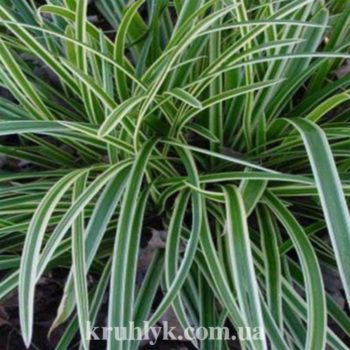 watermarked - carex ice fountain