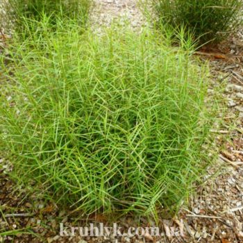 watermarked - carex palmata