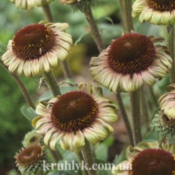 watermarked - caribbean-green