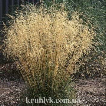 watermarked - deschampsia goldschleier