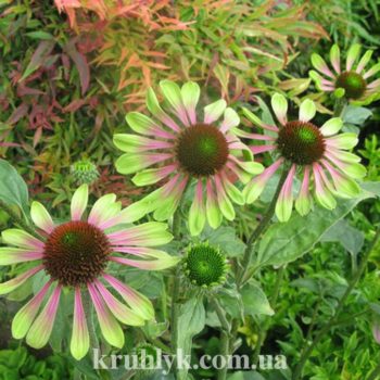 watermarked - echinacea green envy Н