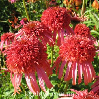 watermarked - echinacea guava ice