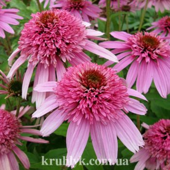 watermarked - echinacea pink sorbet Н