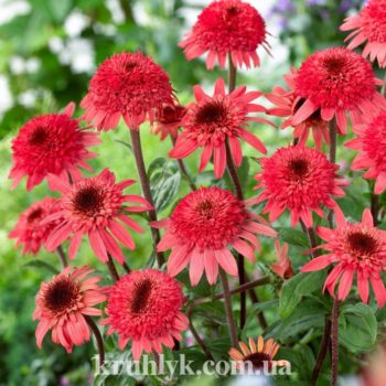 watermarked - echinacea raspberry truffle Н