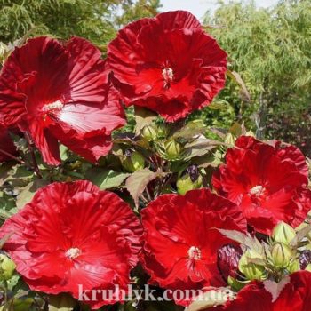 watermarked - hibiscus robert fleming