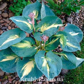 watermarked - hosta thunderbolt