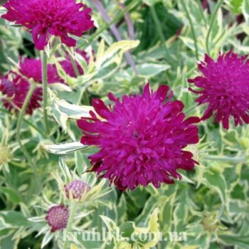 watermarked - knautia thunder and lightning