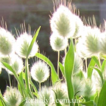 watermarked - lagurus