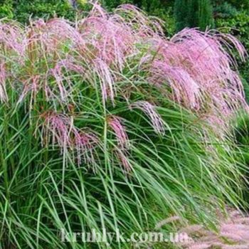 watermarked - miskanthus Flamingo