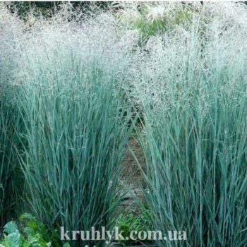 watermarked - panicum-virgatum-heavy-metal- watermarked - panicum-virgatum-heavy-metal-