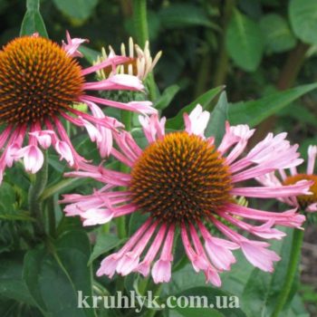 watermarked - quills and thrills