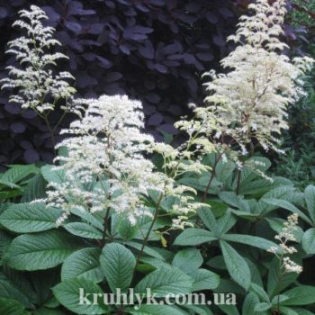 watermarked - rodgersia la blanche