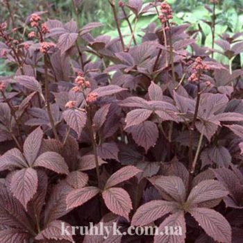 watermarked - rodgersiachocolatewings