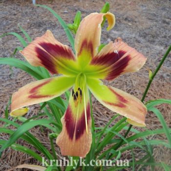 watermarked - wild and wonderful