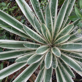 yucca ivory tower-n