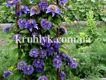 Клематис Multi Blue