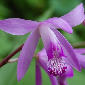 Bletilla_striata Bletilla_striata