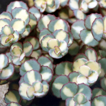 Sedum Mediovariegatum